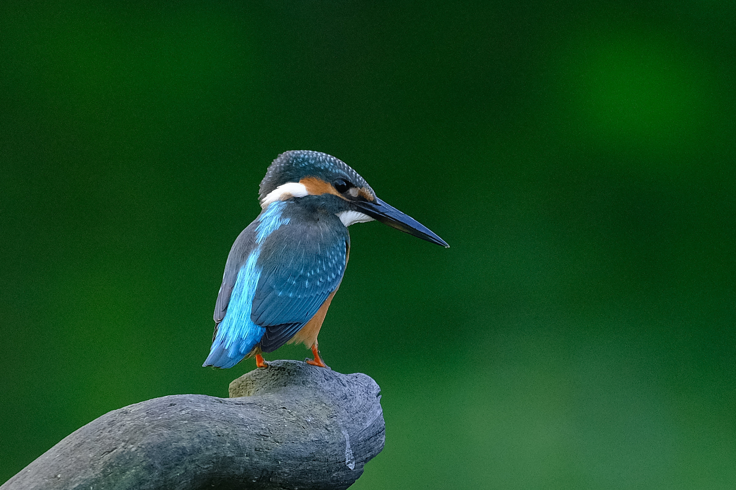 カワセミ 2025-08-21 十勝管内 カワセミ【2】 : 流域写人、清流の嘴